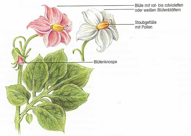 Die Blüte
