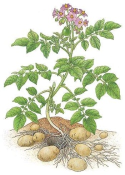 Die Kartoffelstaude