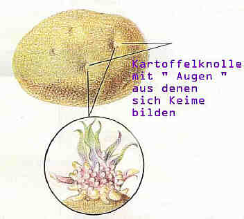 Die Knolle